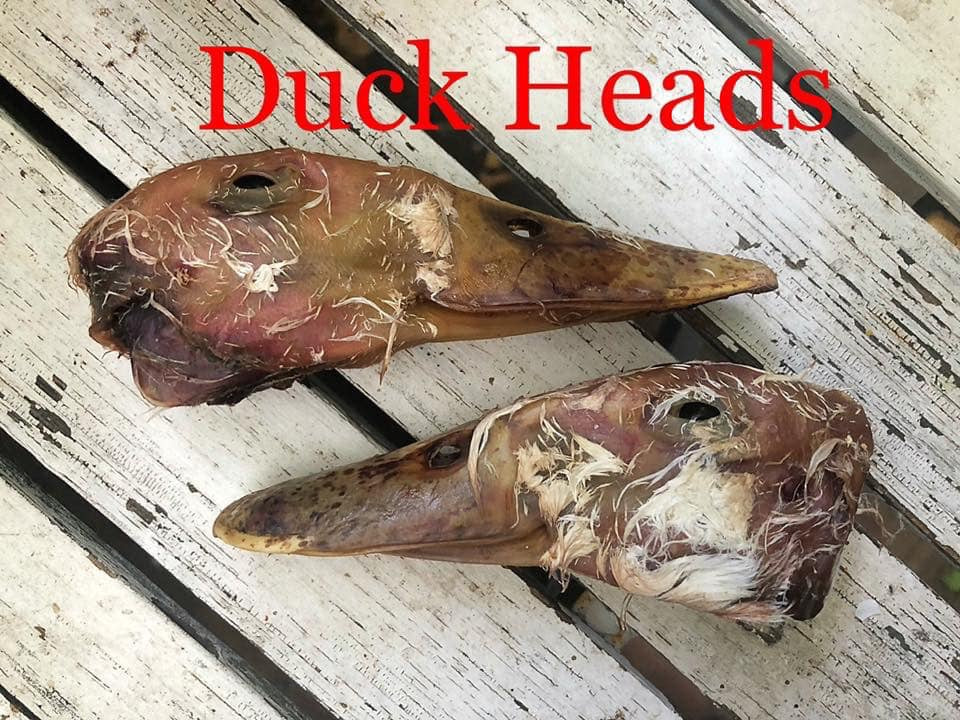 Duck Head