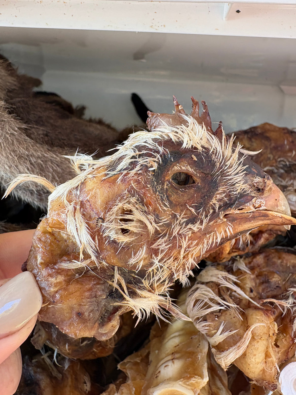 Chicken head