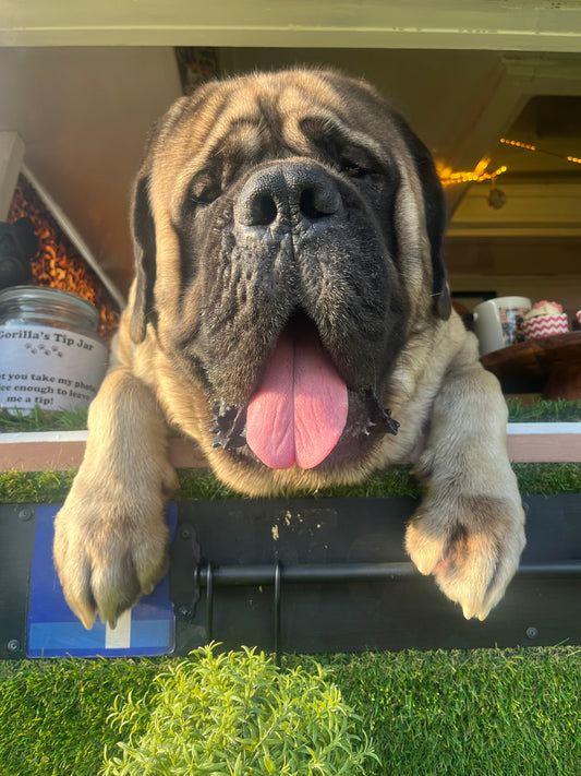 Gorilla the English Mastiff who works in The Treat Truck WA