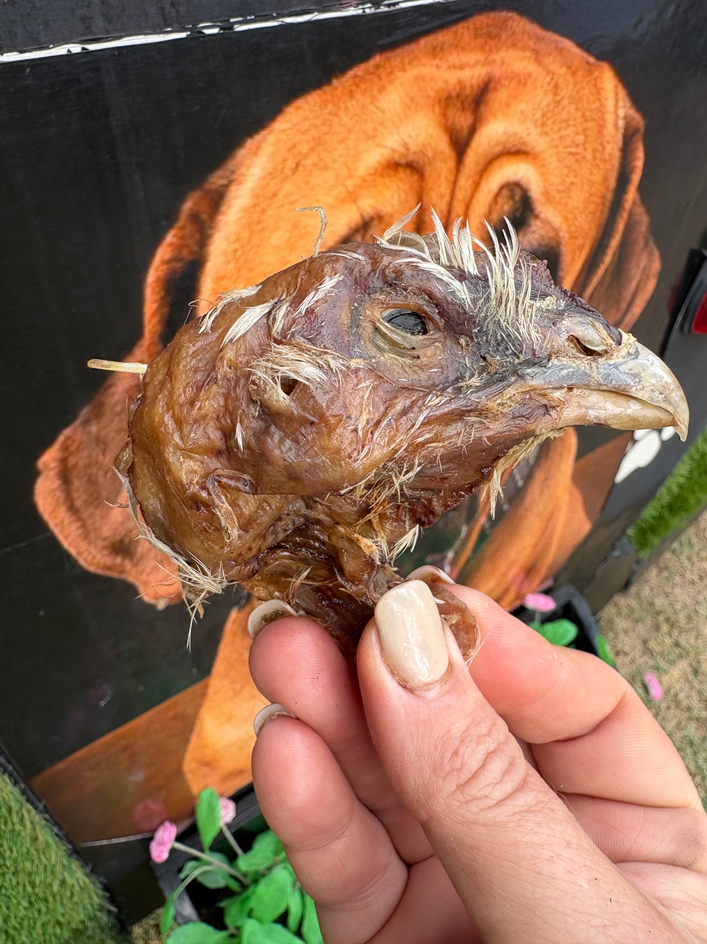 Chicken head