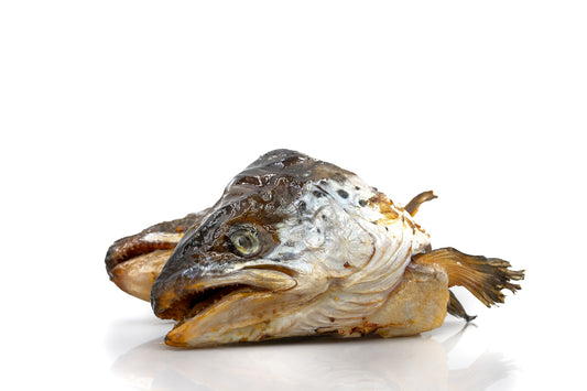 Salmon Head